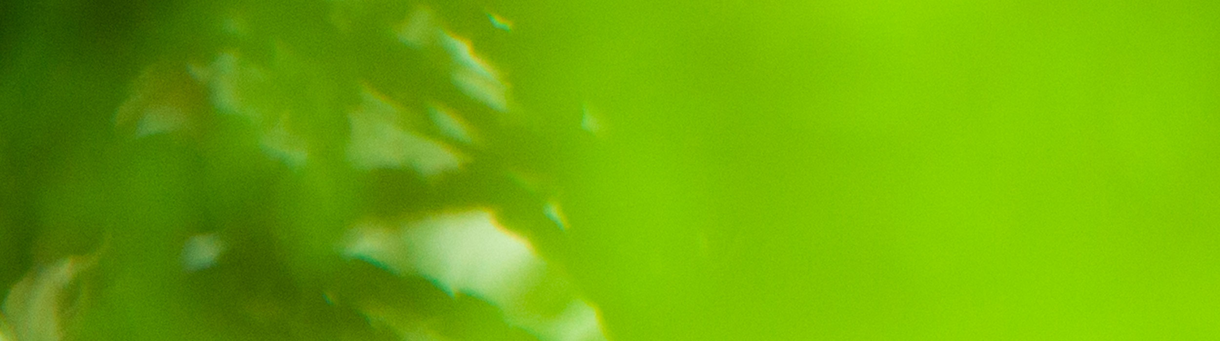 Abstract trees can be seen through a saturated green filter, a visual aesthetic representative of the sound of the album.