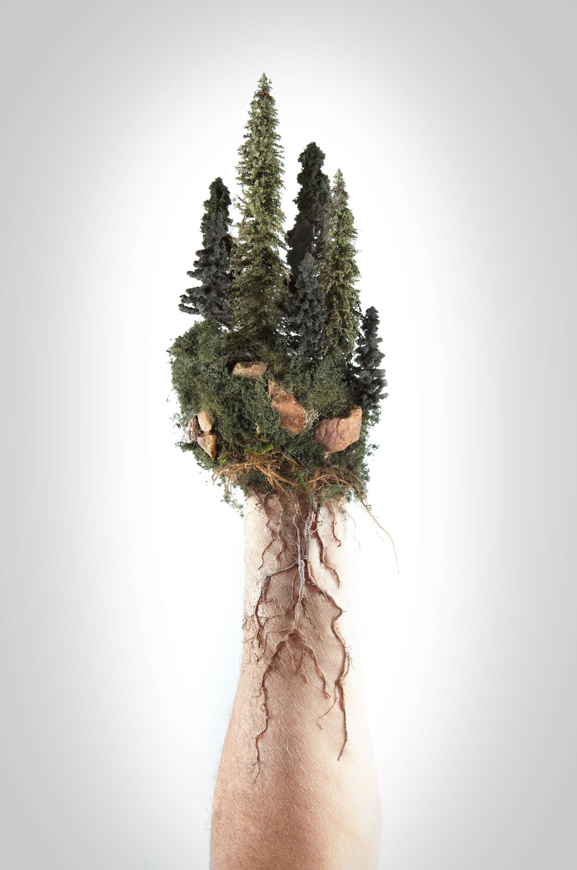 Evergreen trees in front of a grey background