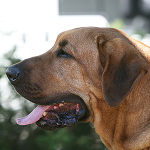Broholmer (2)