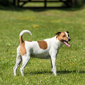 Danish Swedish Farmdog 3