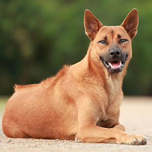 Thai Ridgeback 3
