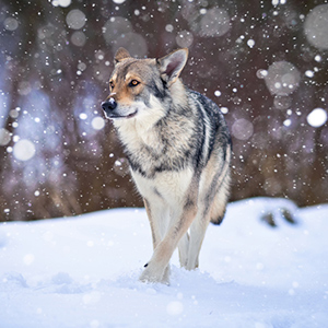 Saarloos Wolfdog 5