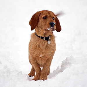 Basset Fauve de Bretagne 1