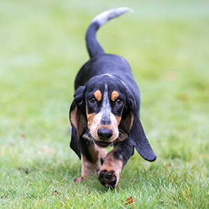 Basset Bleu de Gascogne 1