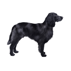 Blue Picardy Spaniel (1)