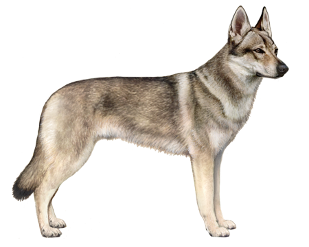 Czechoslovakian Wolfdog