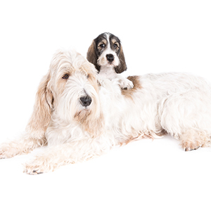 Bassett Griffon Vendeen (Grand) 300x300