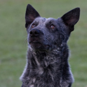 Australian Stumpy Tail Cattle Dog5