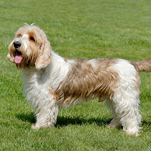 Basset Griffon Vendeen (Petit) 300x300