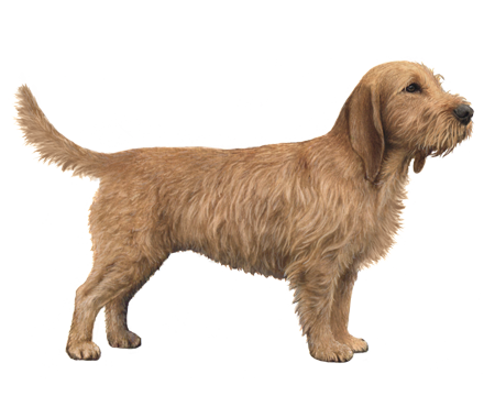 Basset Fauve de Bretagne