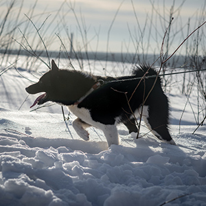Laika 1