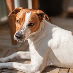 Danish Swedish Farmdog 1
