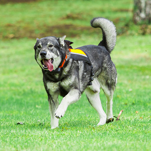 Swedish Elkhound 2