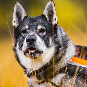 Swedish Elkhound 3