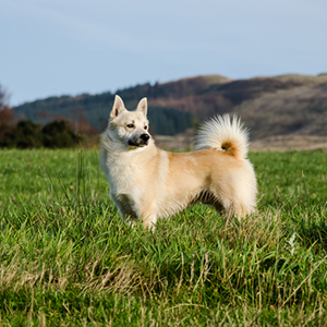 Norwegian Buhund 300x300