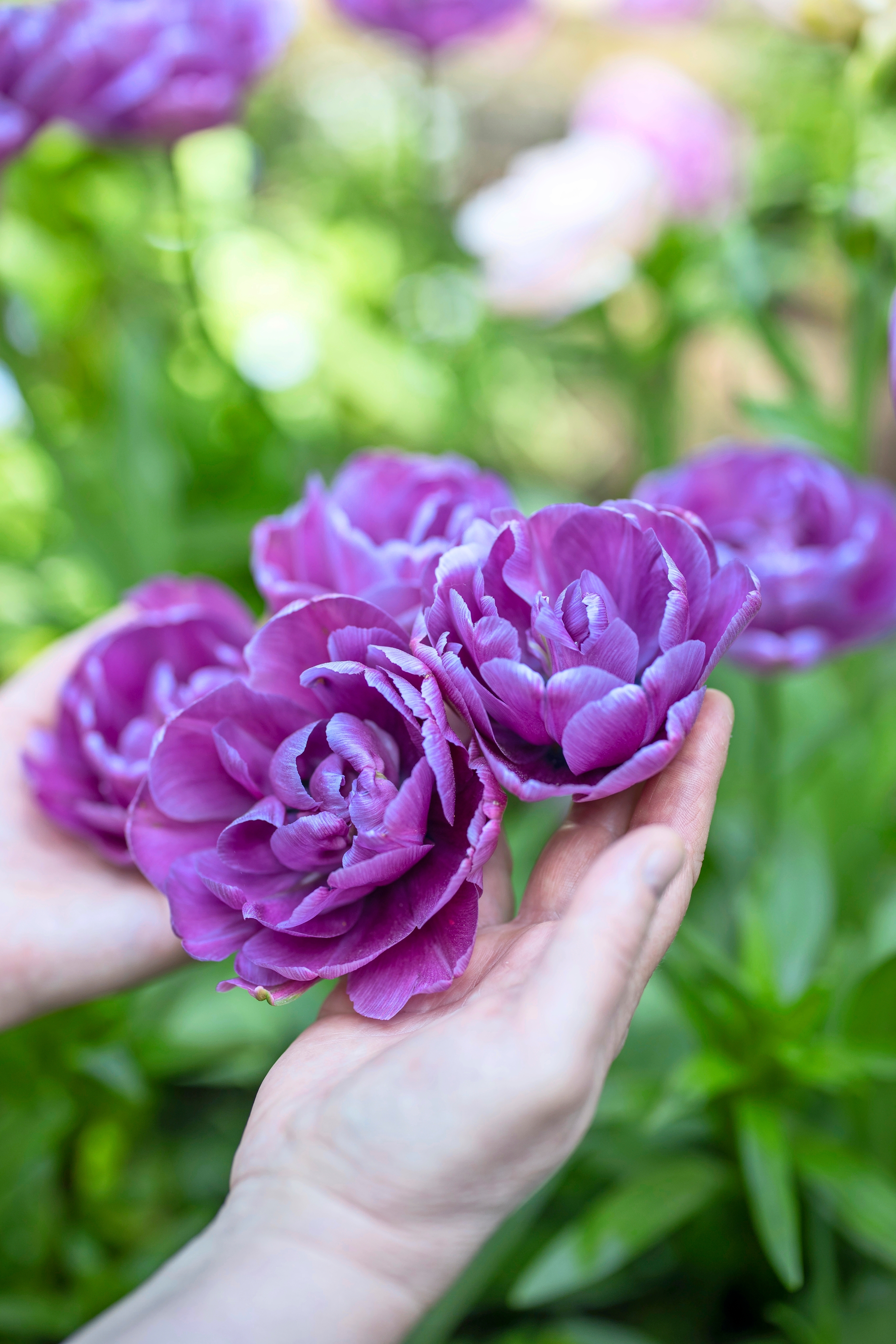 'Blue Diamond' -tulppaanit