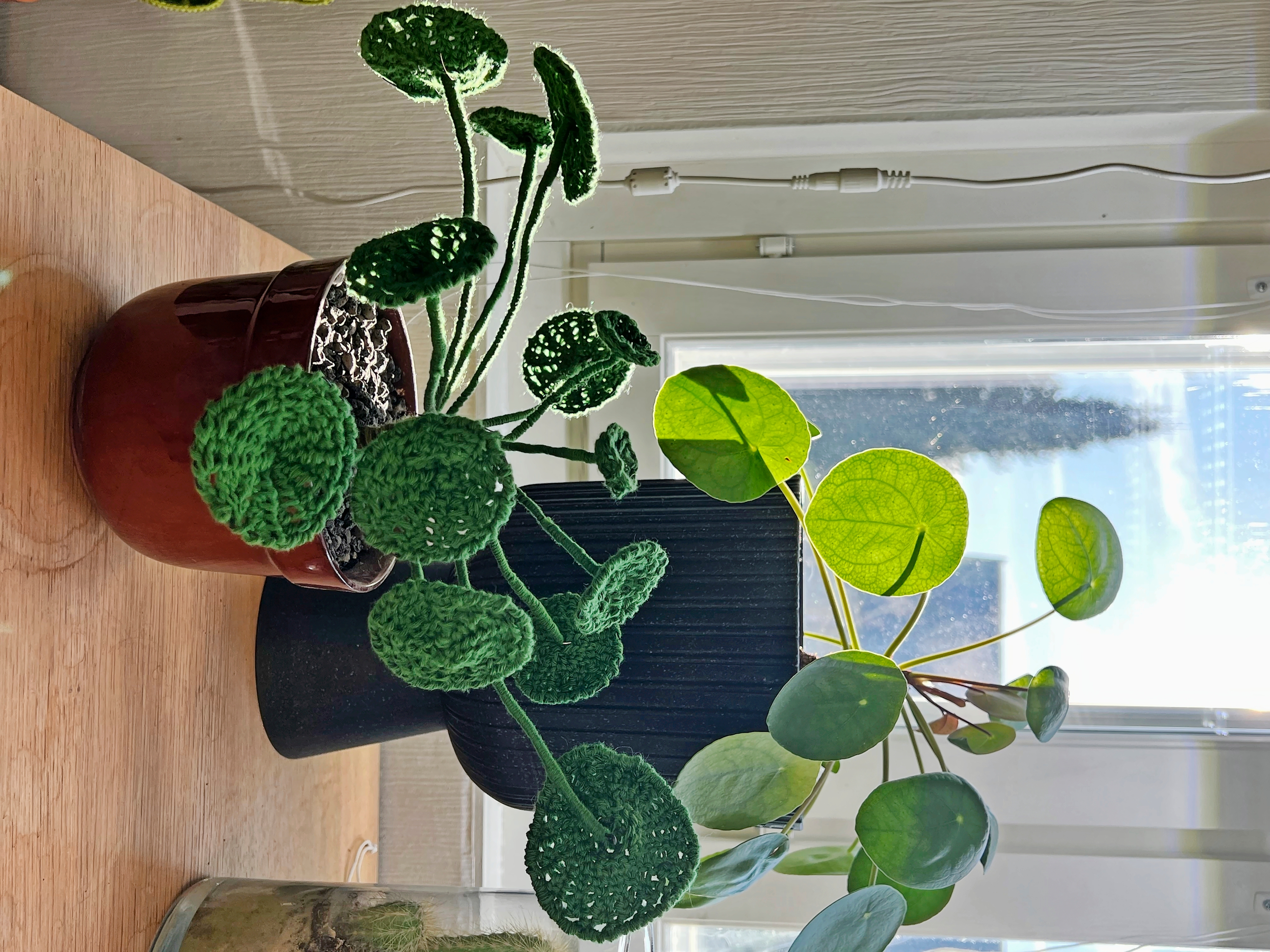 Virkattu ja aito kilpipiileat.