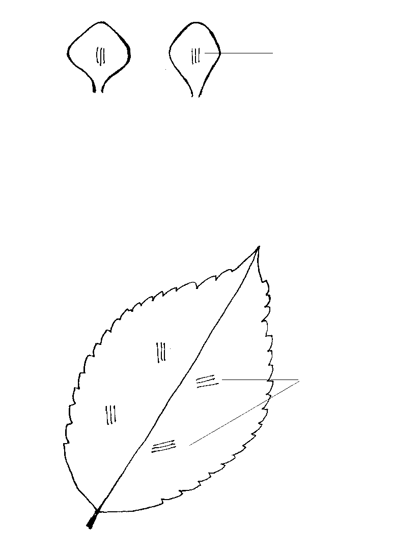 Paperihortensian kaavat