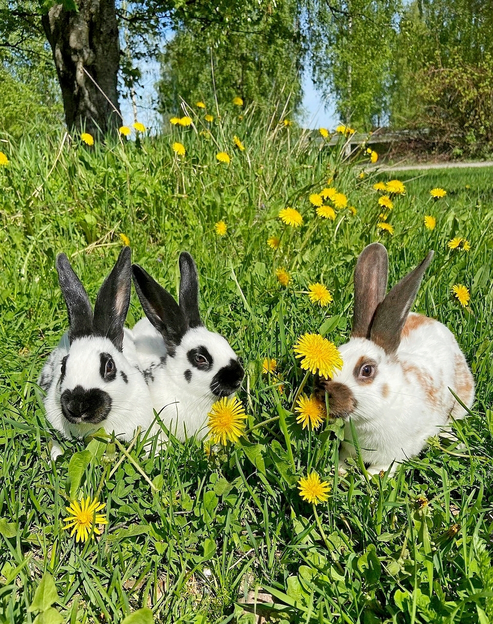 kaksi mustavalkoista ja yksi ruskeavalkoinen kani voikukkapellolla