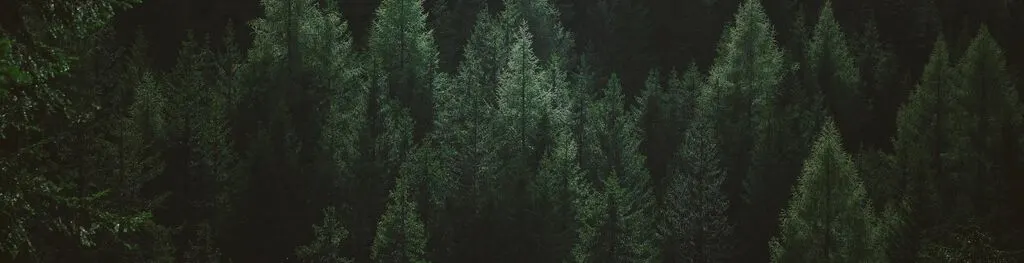 American Forest Image