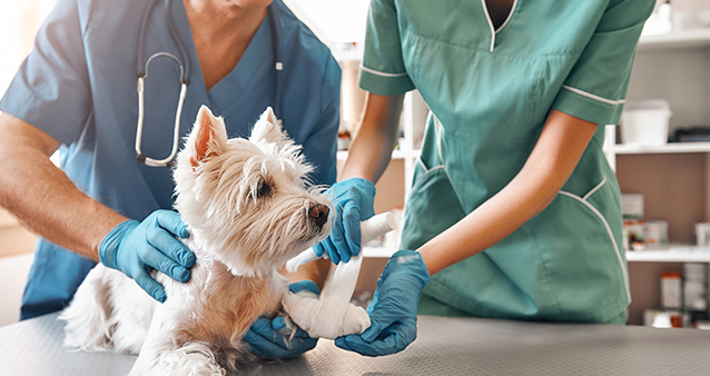 injured-dog-