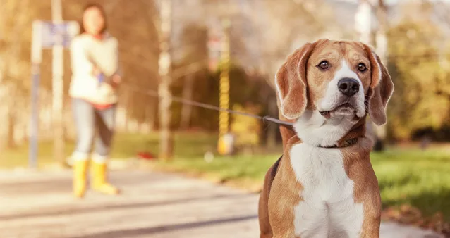 dog bites insurance risk banner image