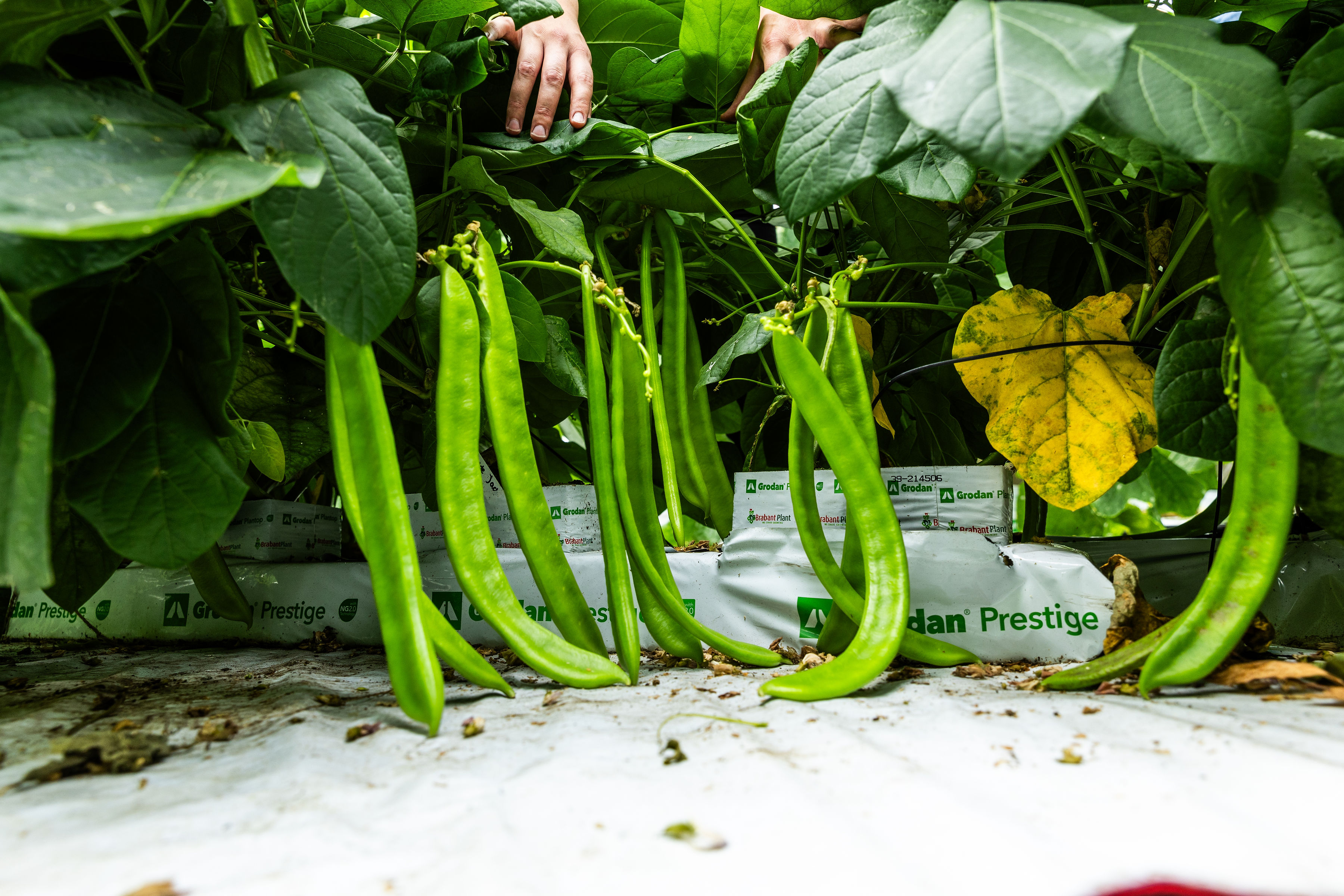 Jack Beans - GreenportWest-Holland Jack Beans - GreenportWest-Holland