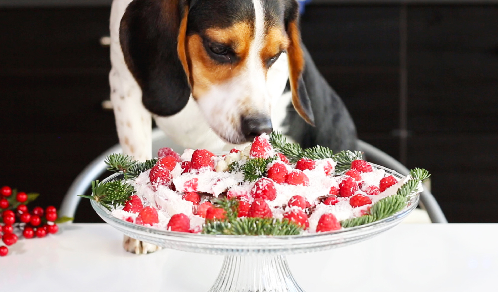 Scarf'd: Dog friendly “chocolate” bark