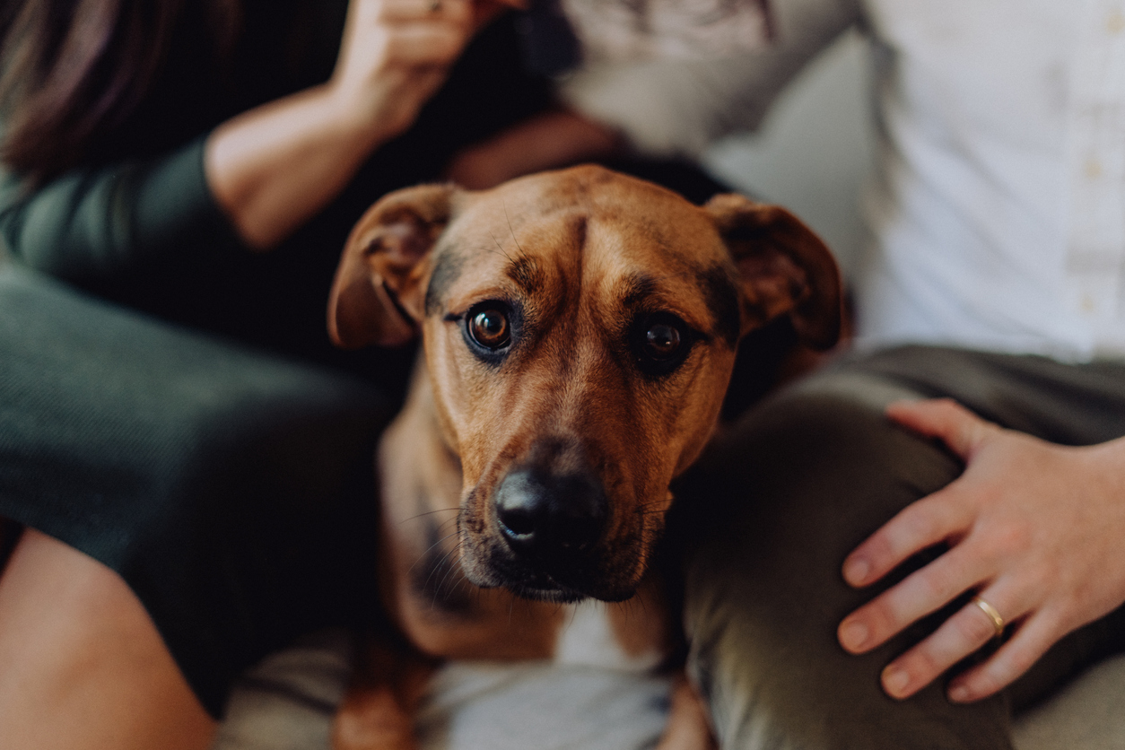So Your Partner Doesn’t Want a Pet