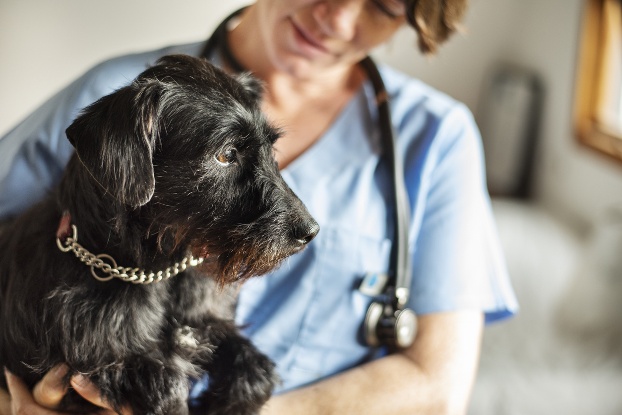Does Pet Insurance Cover Heartworm Treatment?