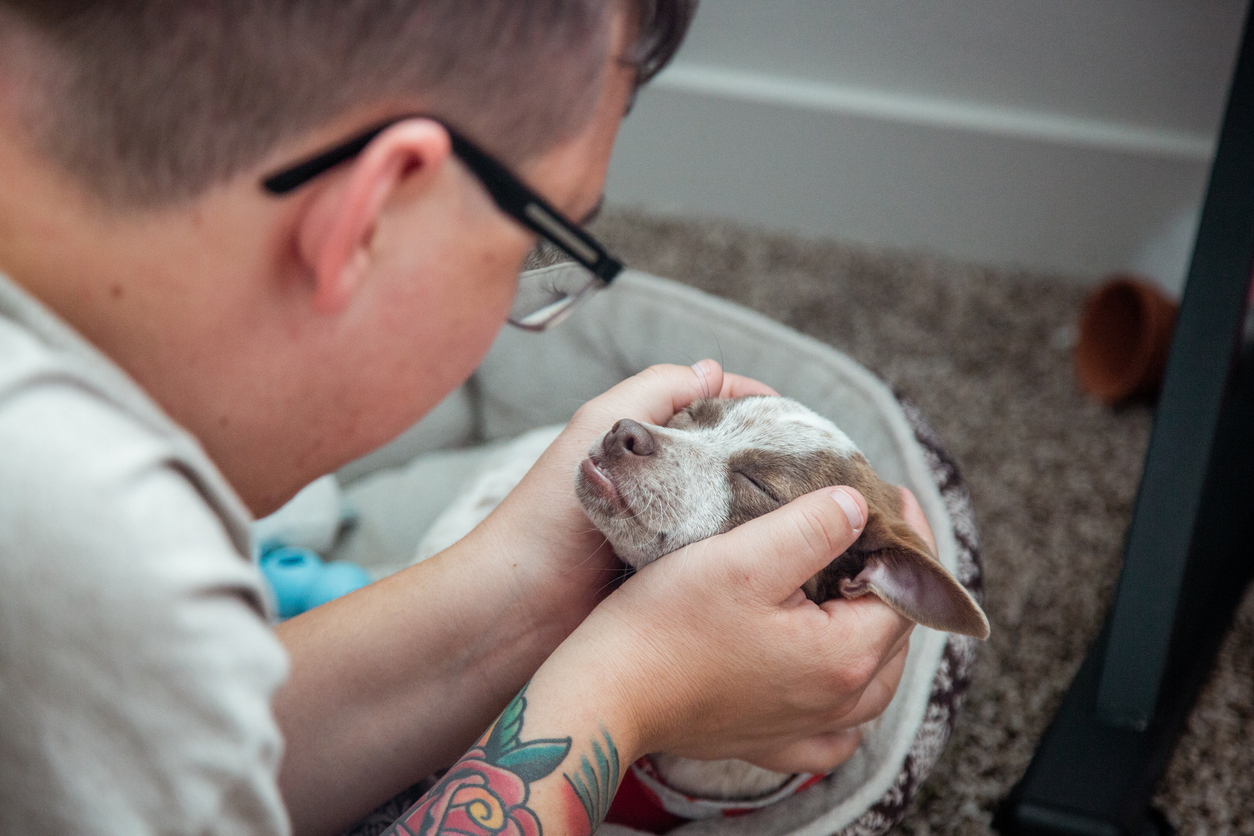 What the Heck Is Patellar Luxation and Does Pet Insurance Cover It?