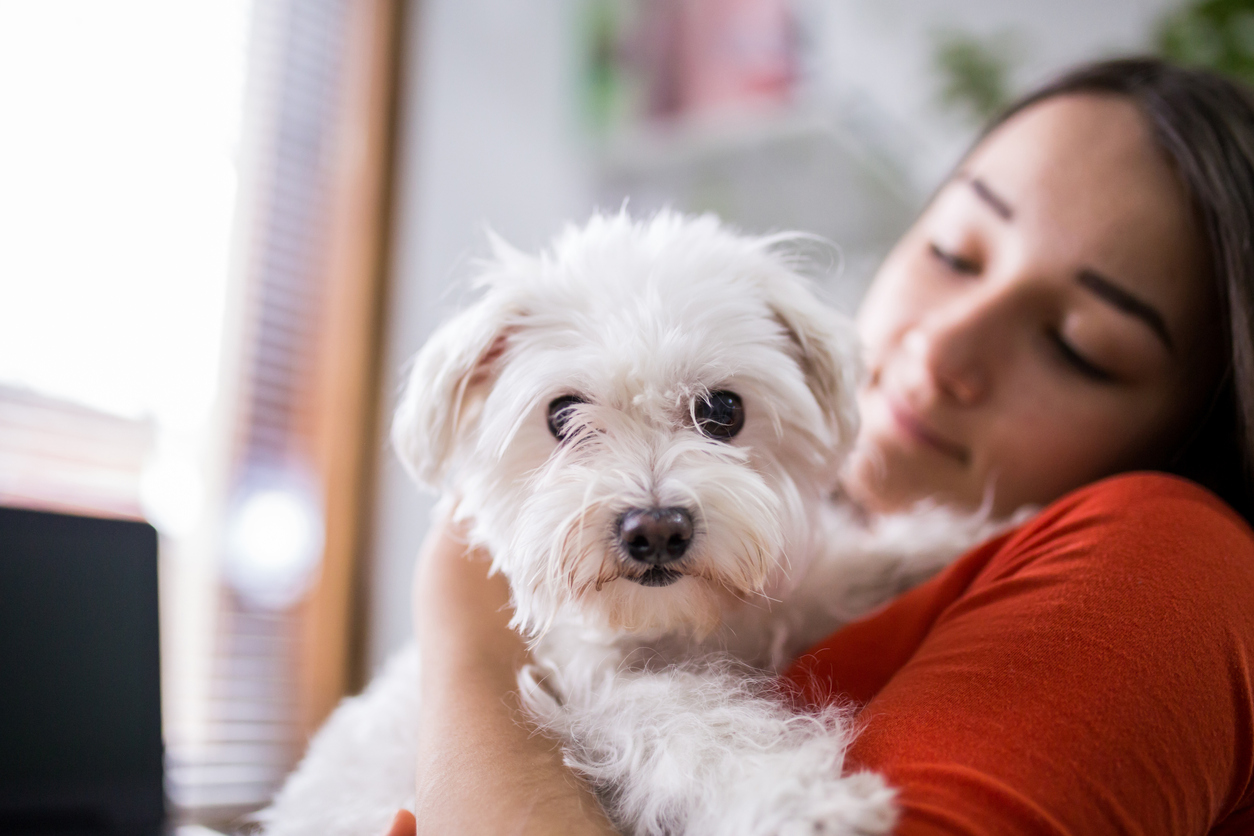 How to Care for Your Dog in Heat