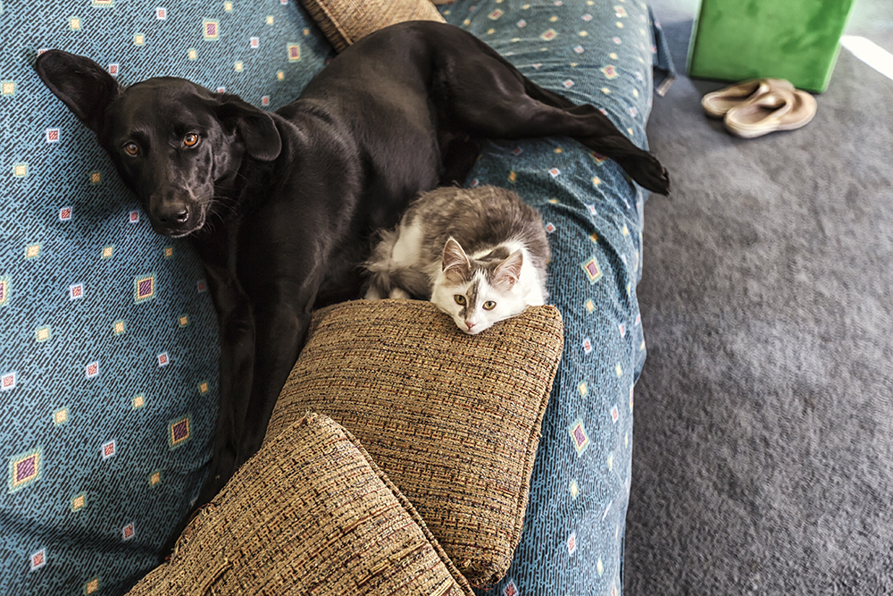 Cat or dog: Which is the best pet for me?