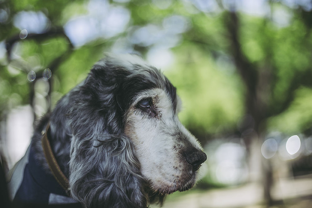Why are my dog’s eyes cloudy?