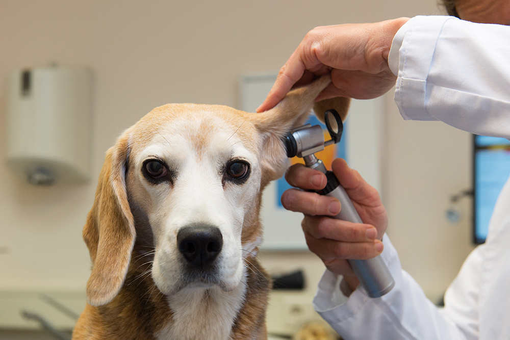 Is pet insurance worth it? 7 pet insurance myths answered