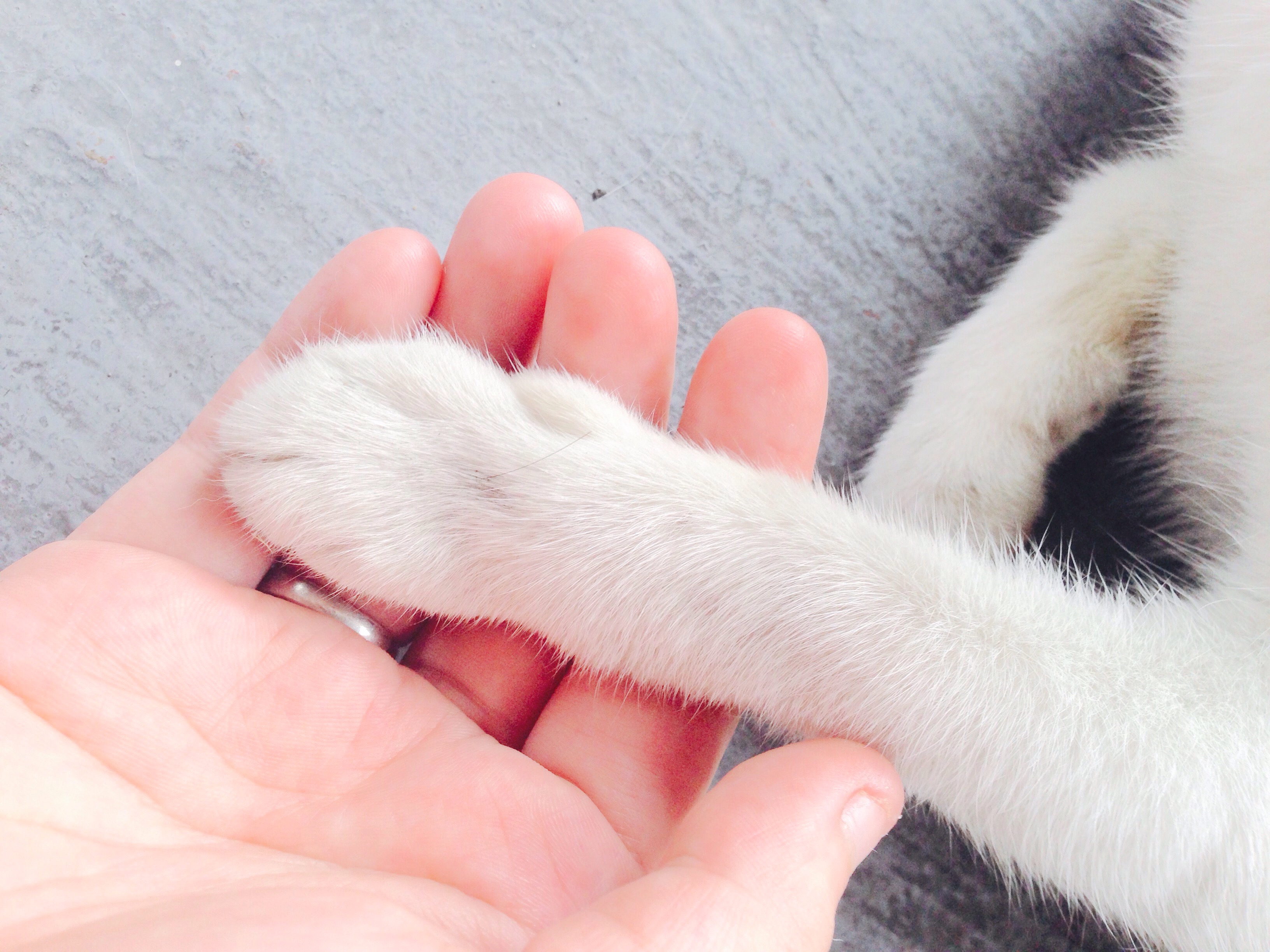 Pet planning: Care for your pet in case something happens to you
