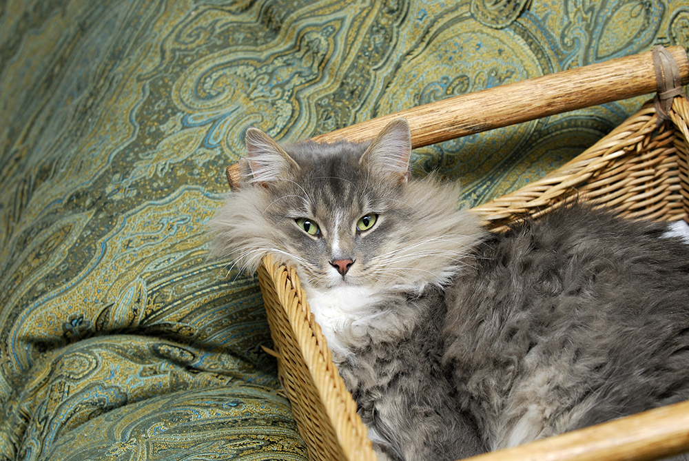 6 pet trends