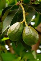sc-Avocados