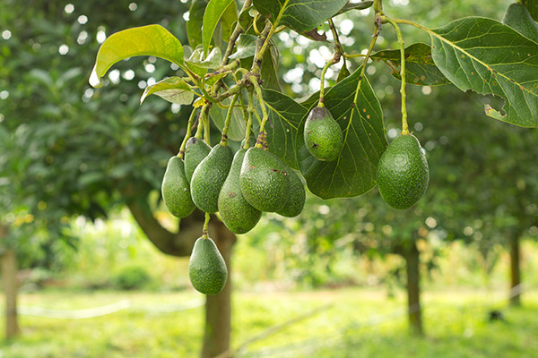 Avocado tree
