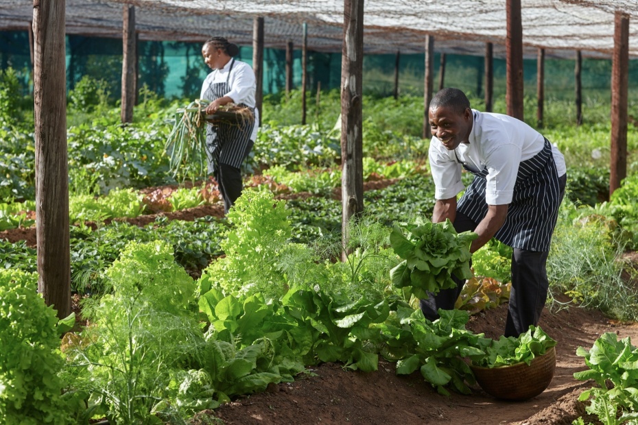 Chefs picking produce from community garden