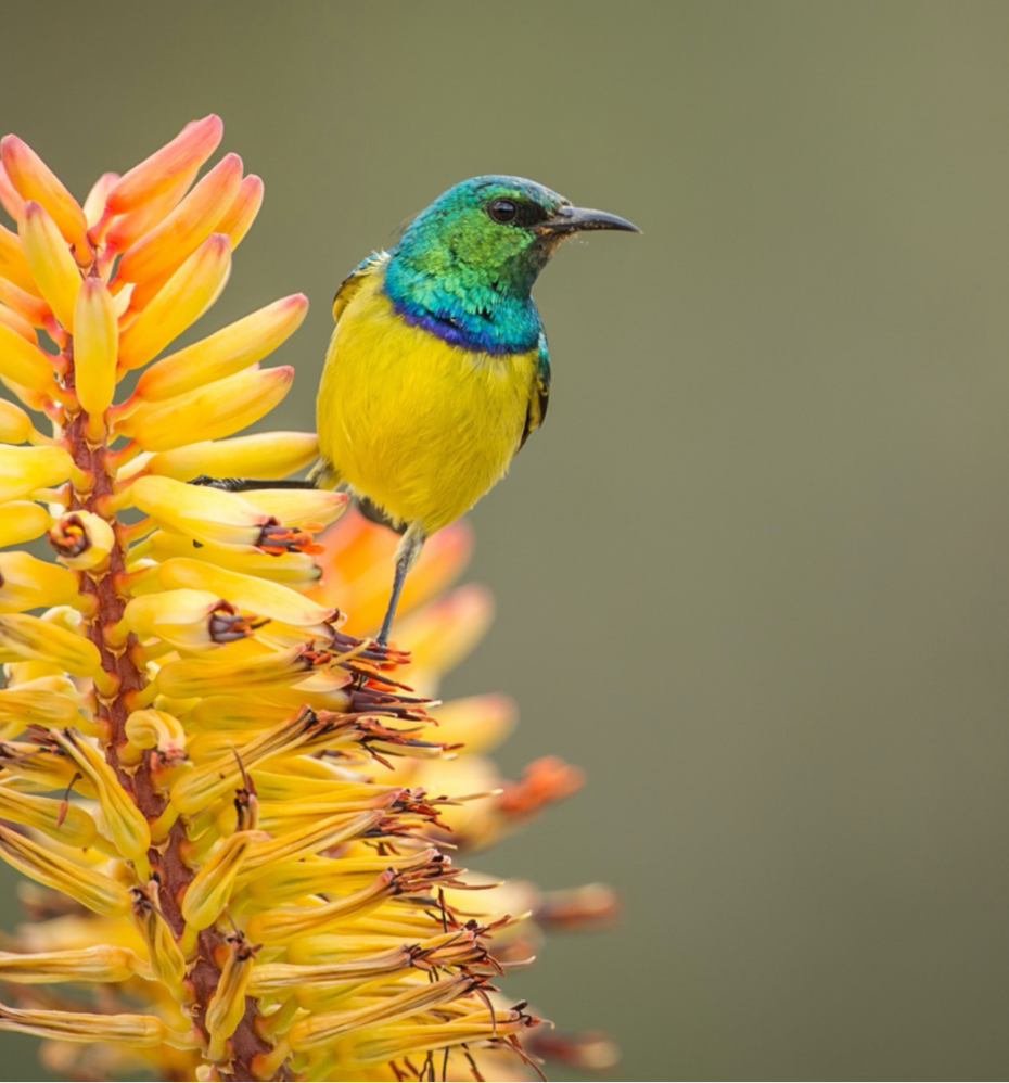 Visually striking bird perched on flower