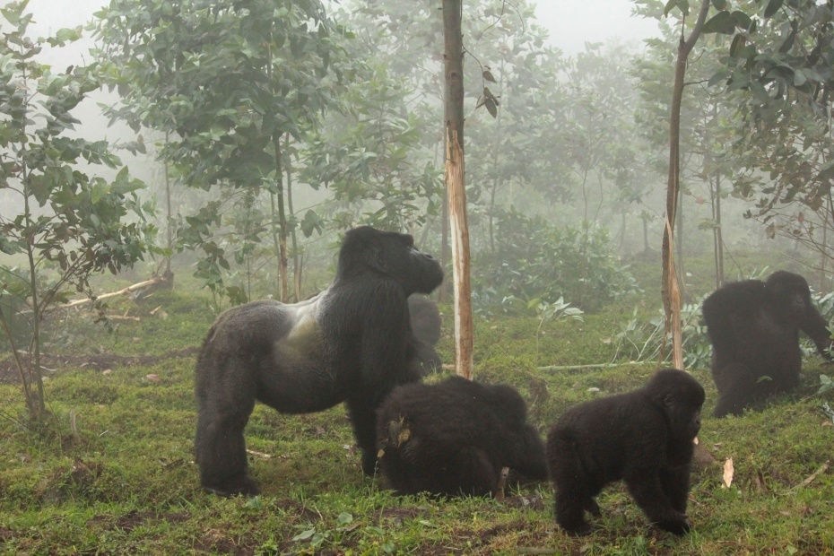 Troop of gorillas in forest