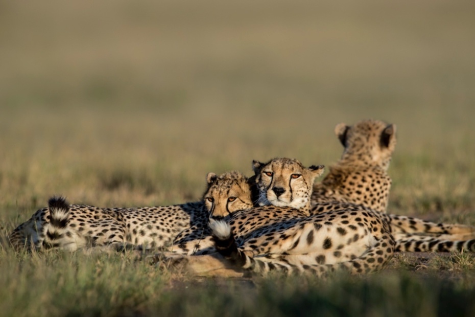 Female cheetah and cubs lazing about