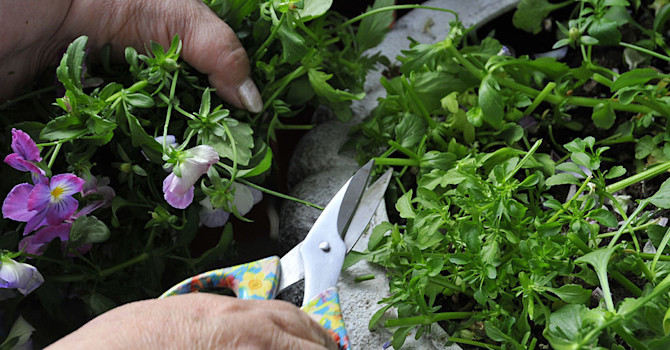 Klipp ner utblommade violer och penséer till cirka 5 centimeter. Foto: Bernt Svensson