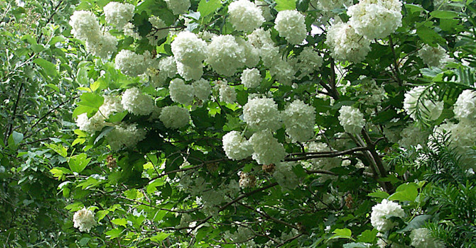 Snöbollsbuske, _Viburnum plicatum_.Foto: Sylvia Svensson