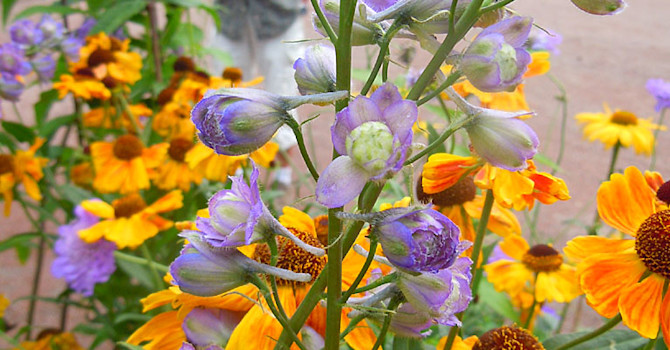 Riddarsporre, _Delphinium_ 'Sweet Sensation'. Foto: Sylvia Svensson