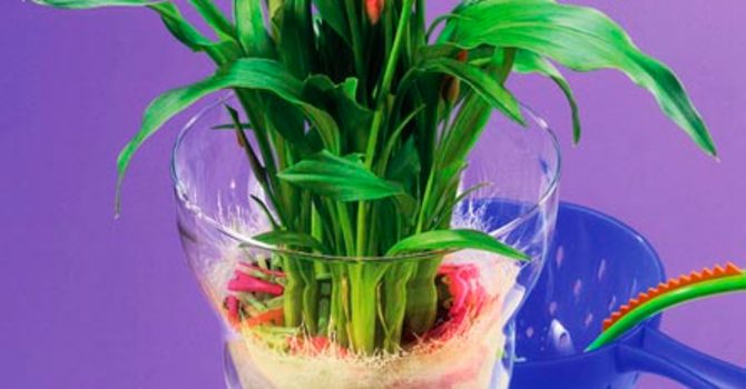 Kalla, _Zantedeschia_.