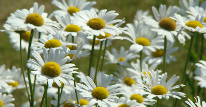 Glad midsommar önskar Odla.nu!