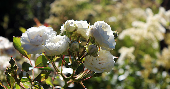 Den okända rosen som klarar mycket skugga // Foto: Anna Theorin