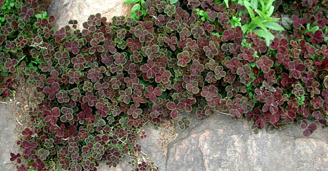 Rödbladig vitklöver, _Trifolium repens_ 'Purpurascens'. Foto: Sylvia Svensson